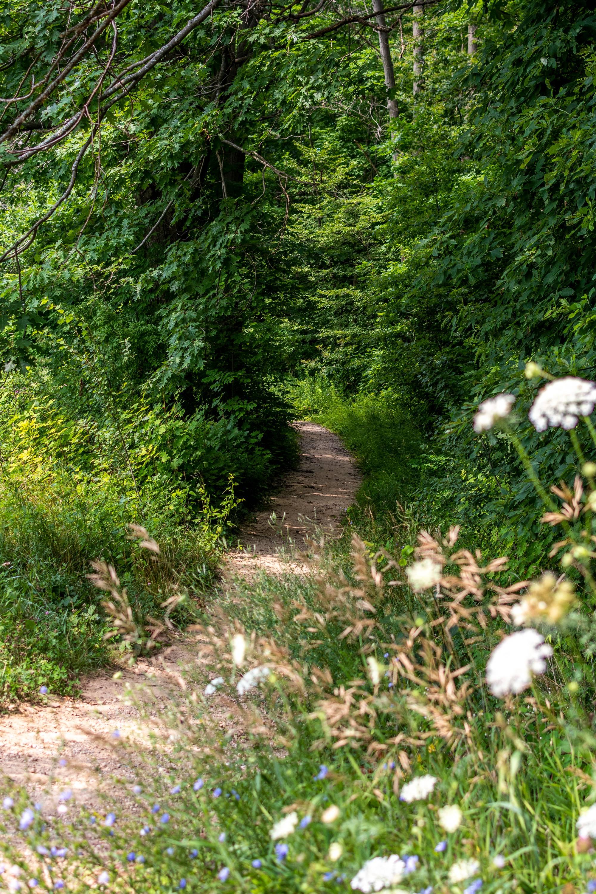 土路穿过树林，鲜花在最前面